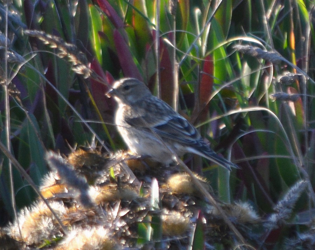 Eurasian Linnet - ML370530501