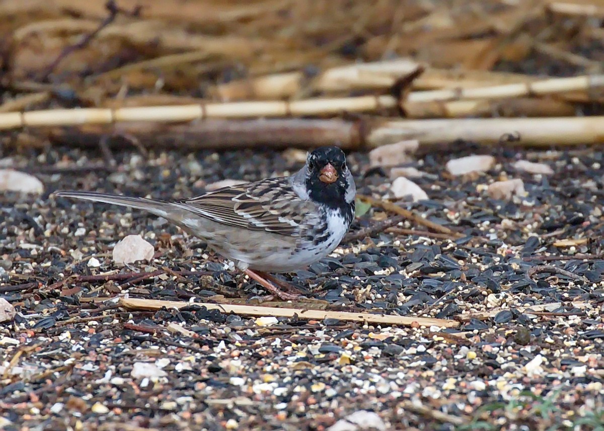 Harris's Sparrow - ML370530671