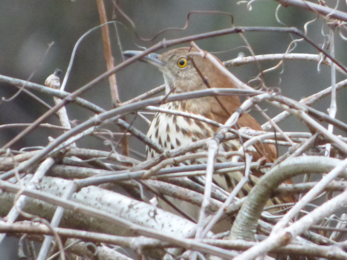 Brown Thrasher - ML370530981
