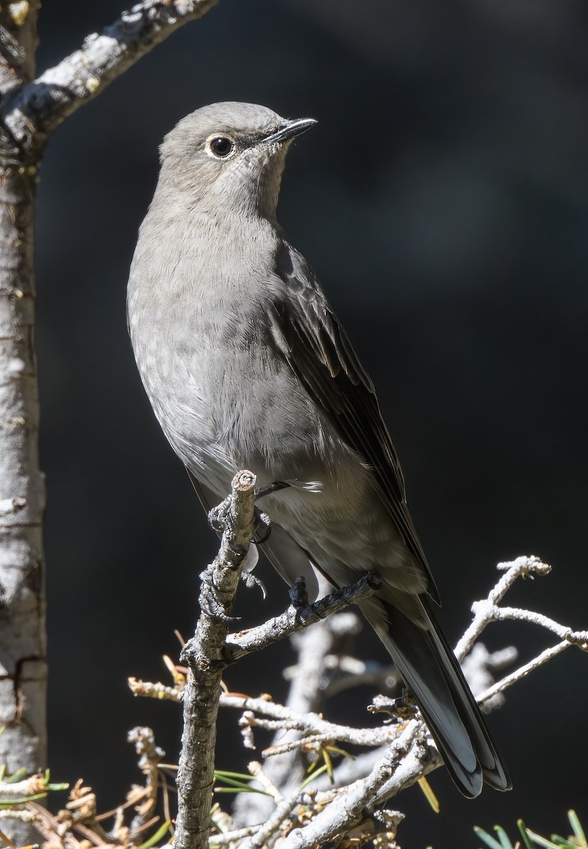 Townsend's Solitaire - ML370531341