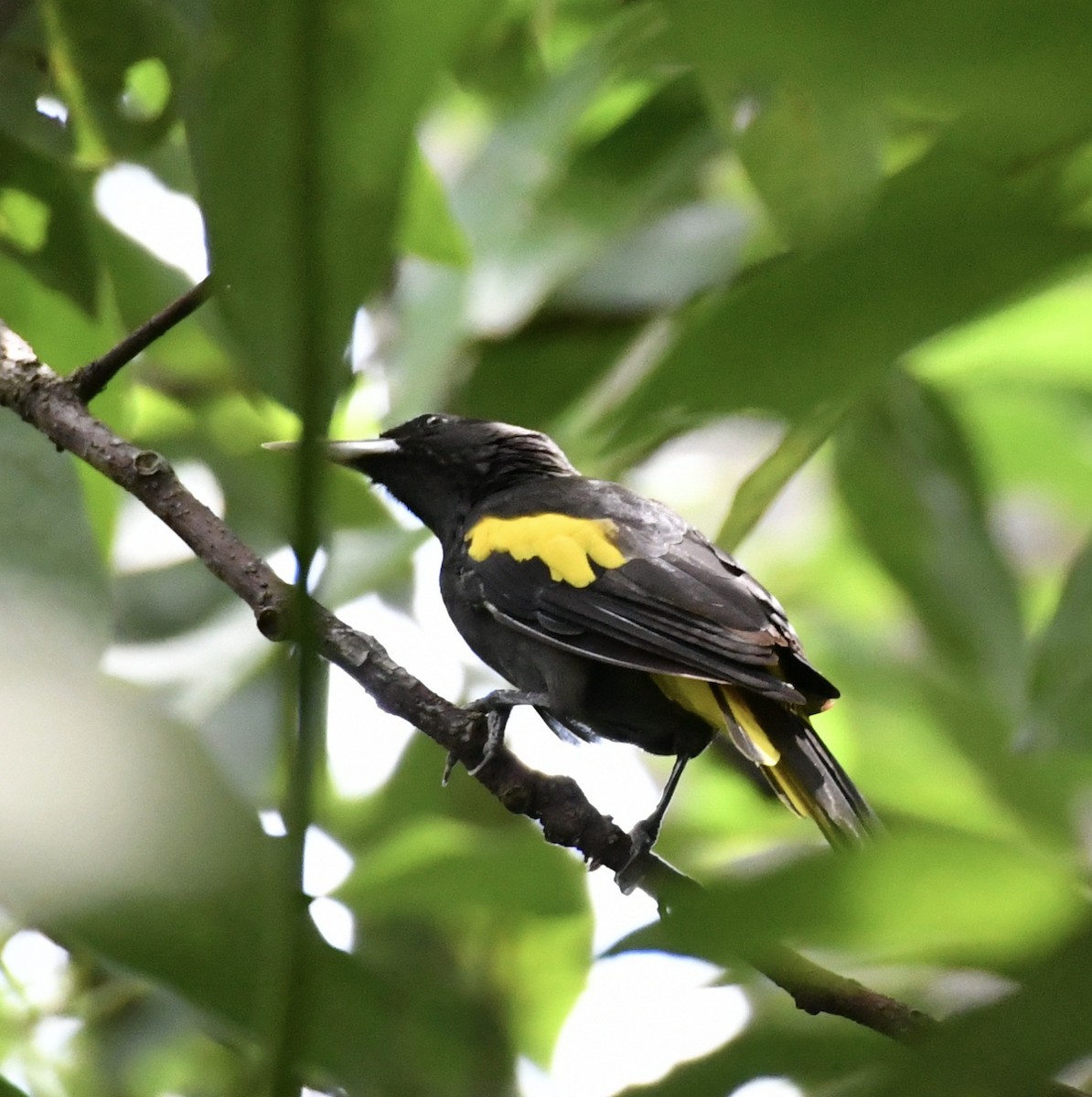 Yellow-winged Cacique - ML370531641