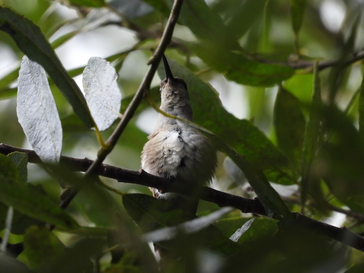 Black-chinned Hummingbird - ML370533241