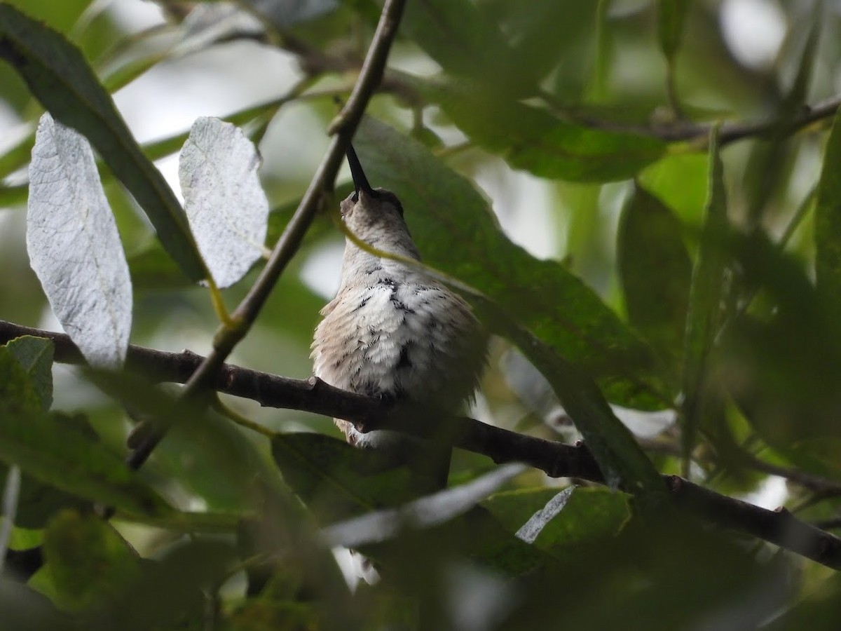 Black-chinned Hummingbird - Long-eared Owl