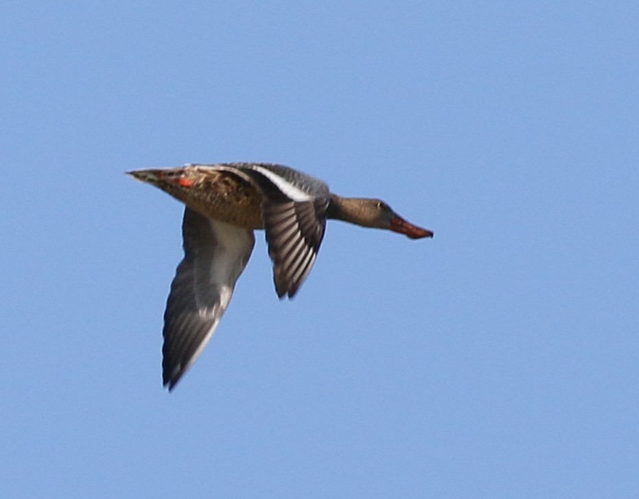 Northern Shoveler - ML370534171