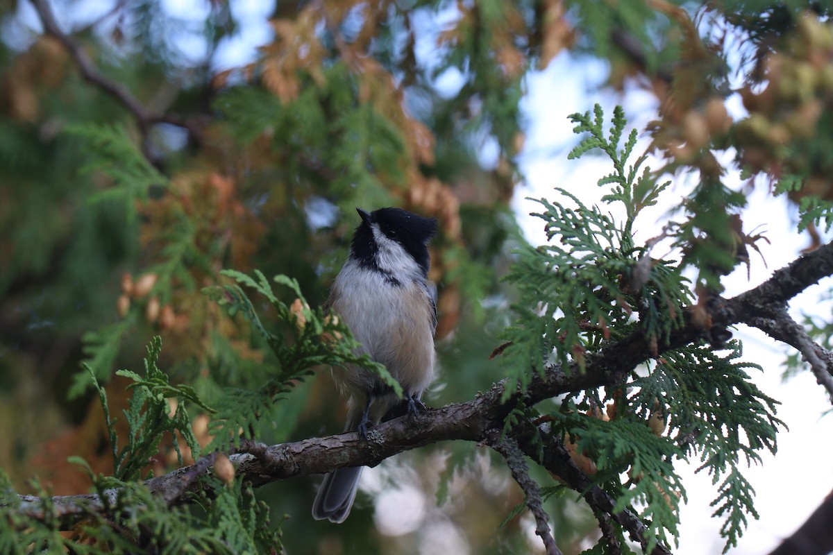 Black-capped Chickadee - Julia Marshall