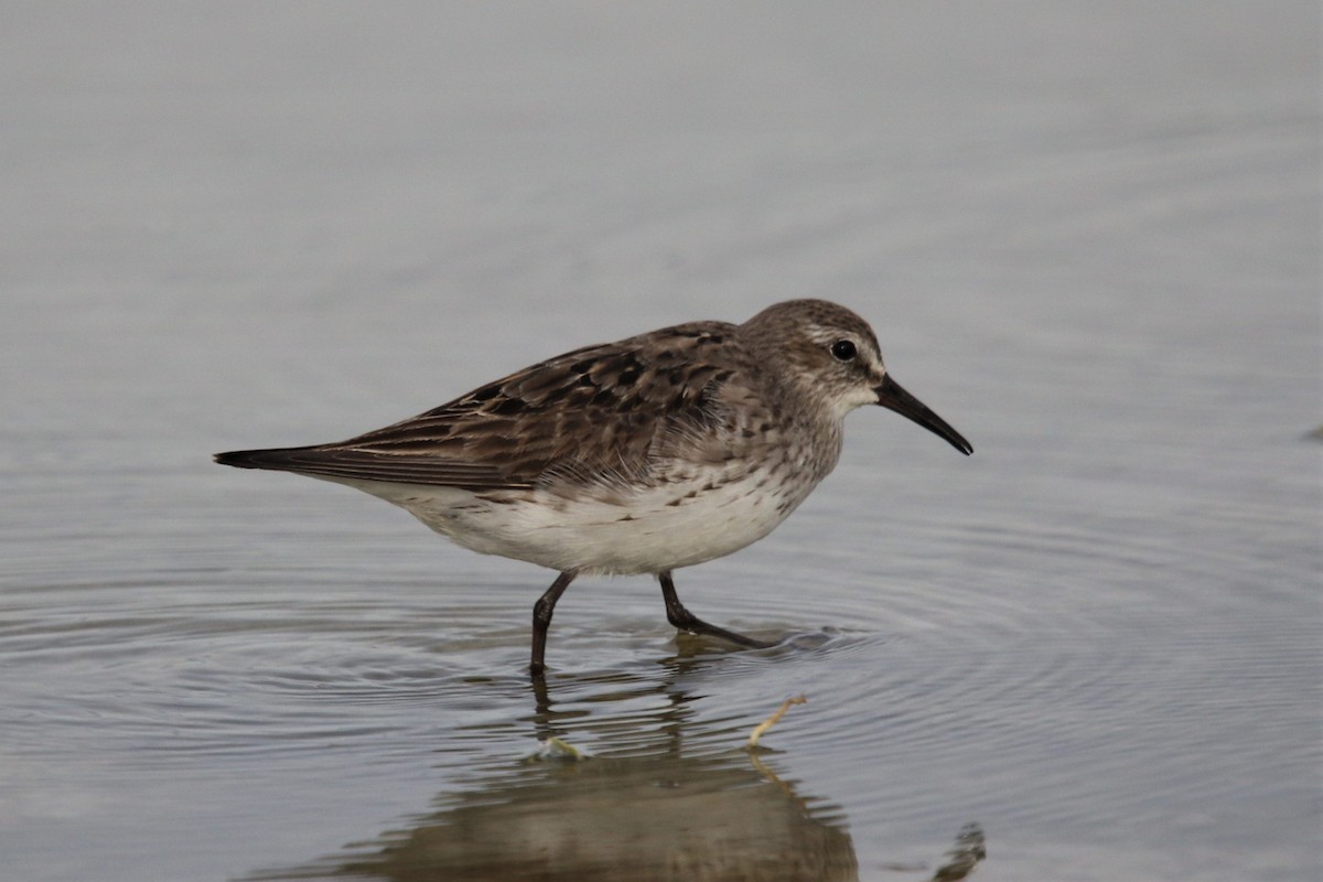 White-rumped Sandpiper - ML370537551