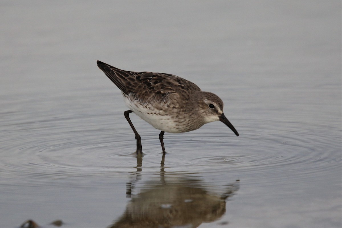 White-rumped Sandpiper - ML370537571