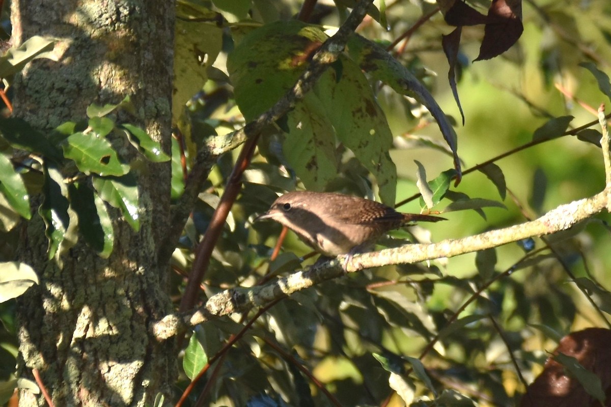 House Wren - irina shulgina