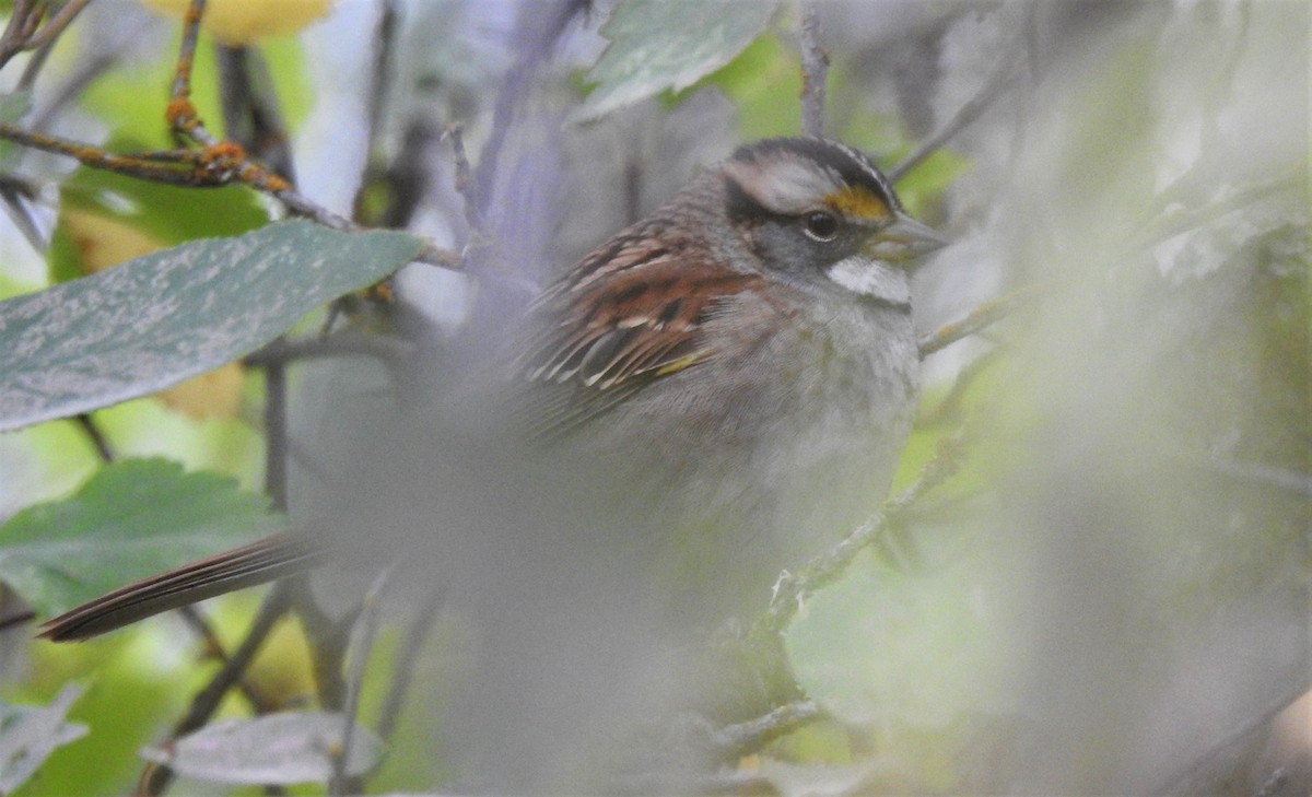 White-throated Sparrow - Ben Meredyk