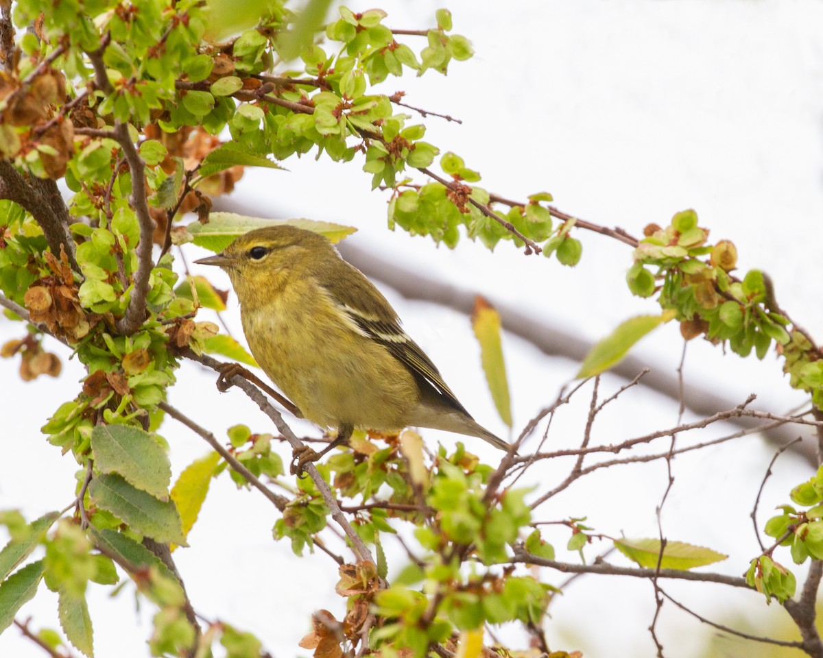 Streifenwaldsänger - ML370540171