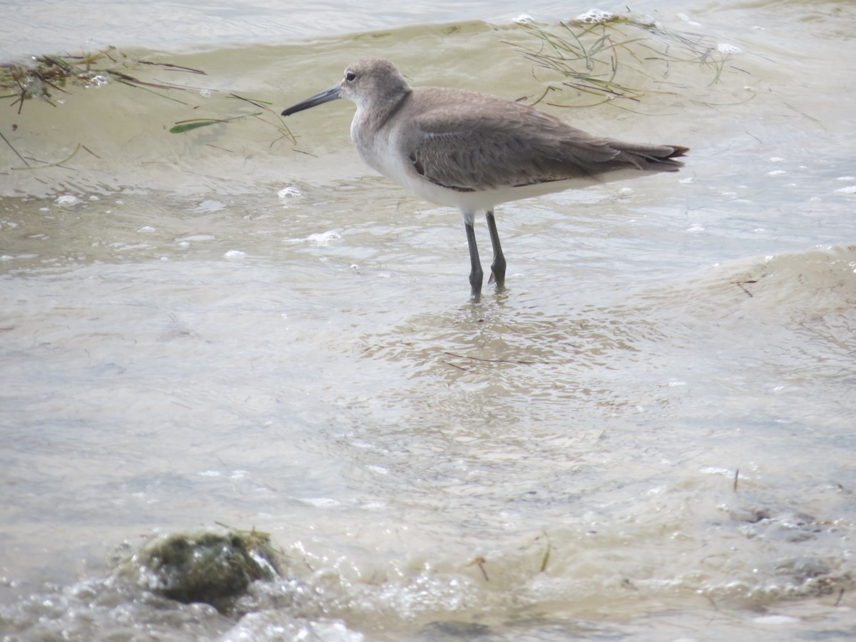 Willet - ML37054091