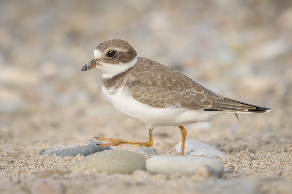 Semipalmated Plover - ML370542261