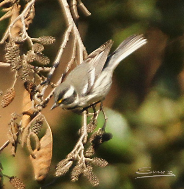 Black-throated Gray Warbler - ML370543511