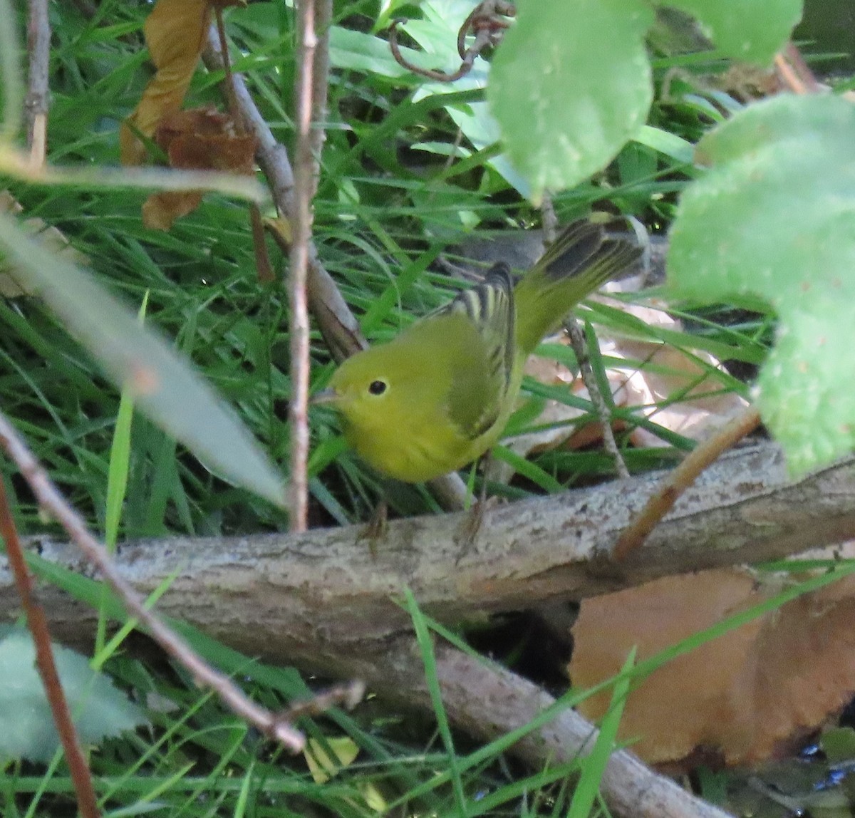 Paruline jaune - ML370544041