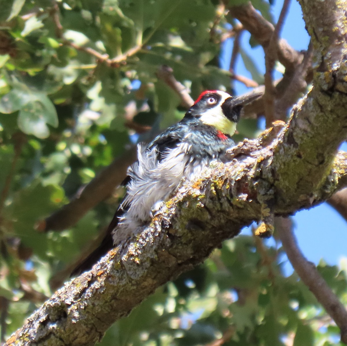 Acorn Woodpecker - ML370544131