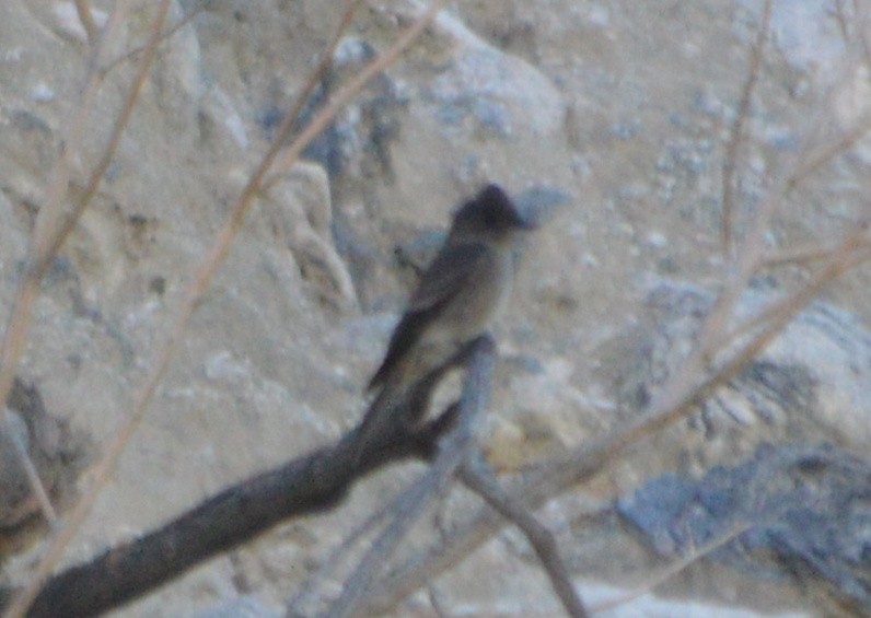 Western Wood-Pewee - John McCallister