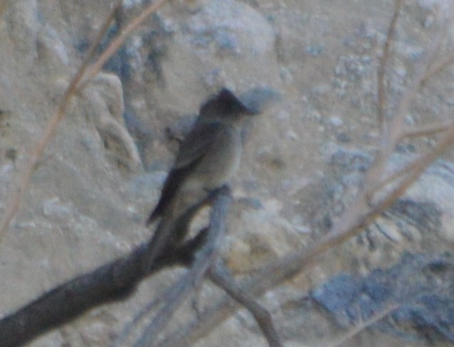 Western Wood-Pewee - ML37054451