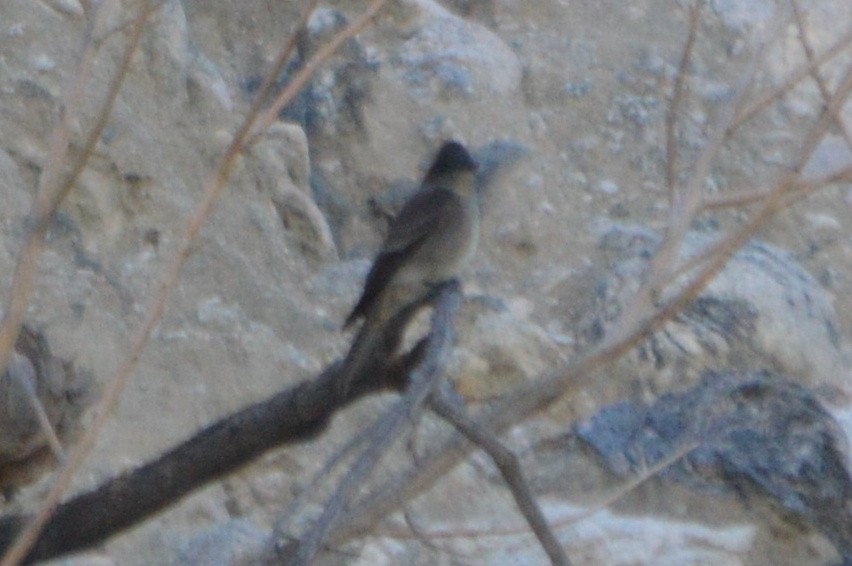 Western Wood-Pewee - John McCallister