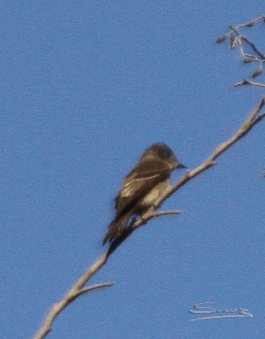 Western Wood-Pewee - ML370545171