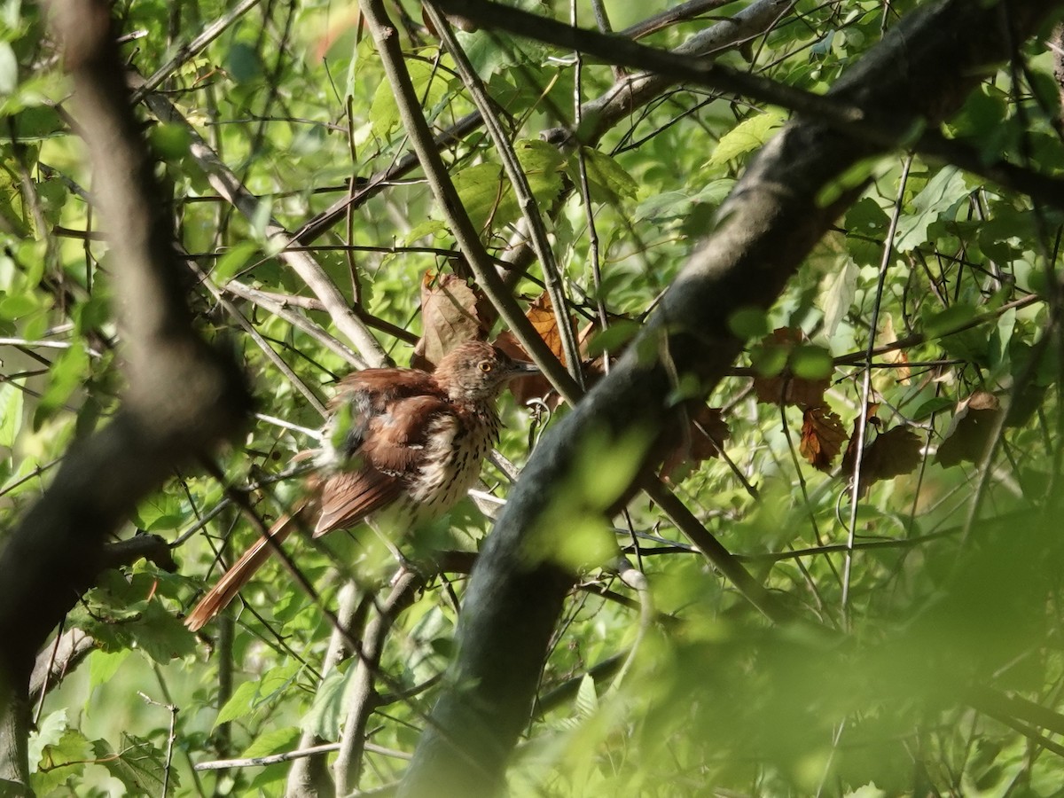 Brown Thrasher - ML370545651