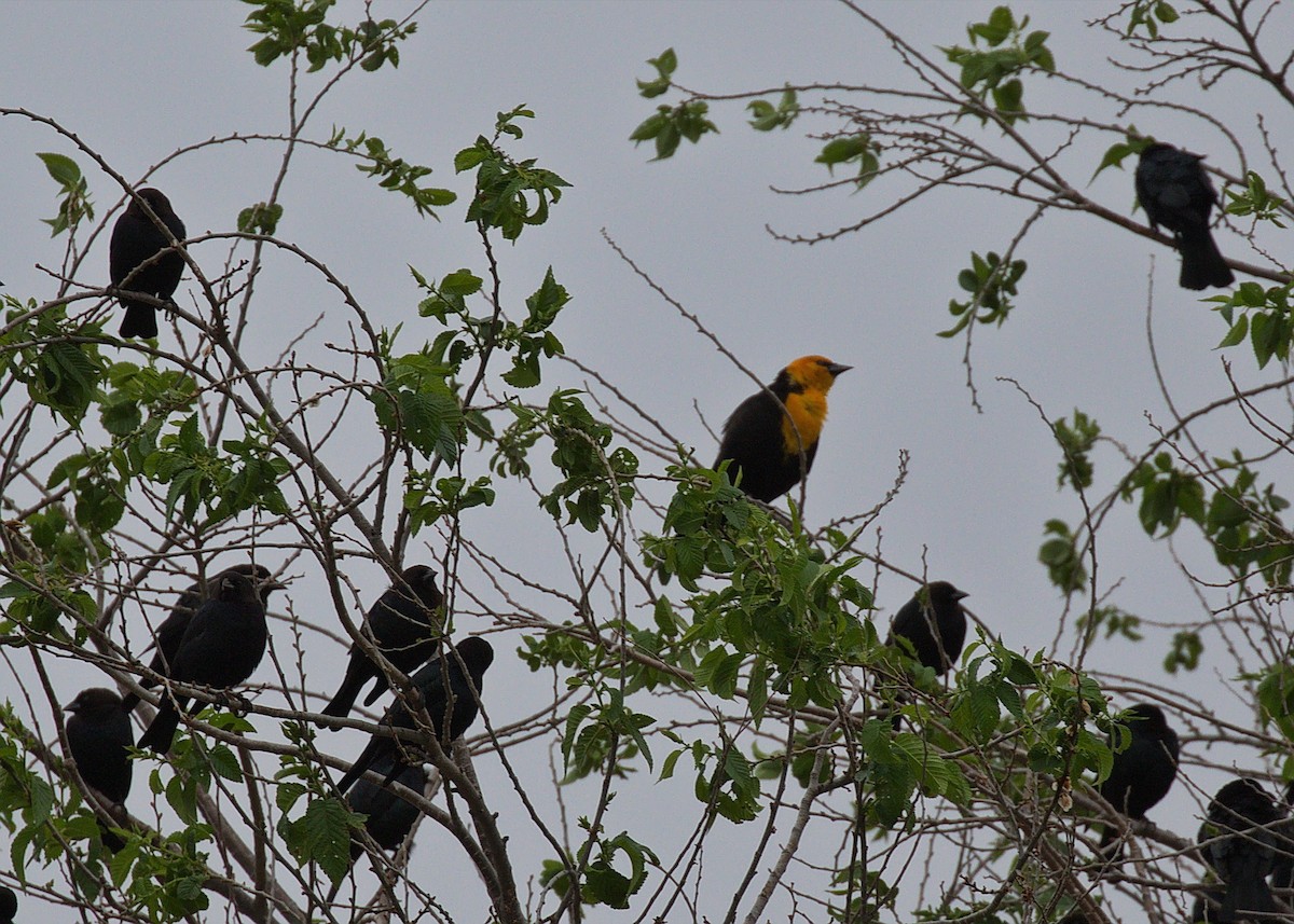 Yellow-headed Blackbird - ML370546421