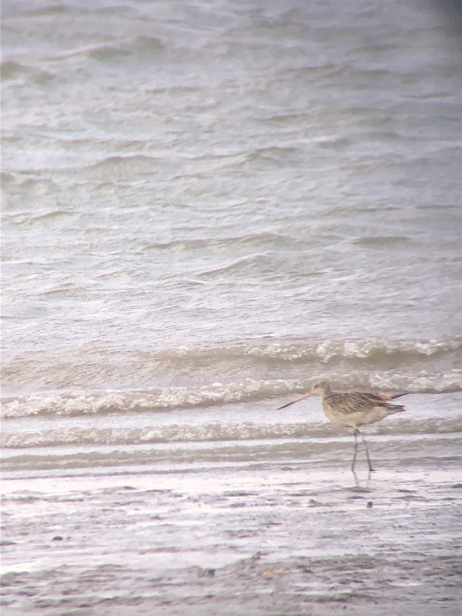 Marbled Godwit - Hilary Turner