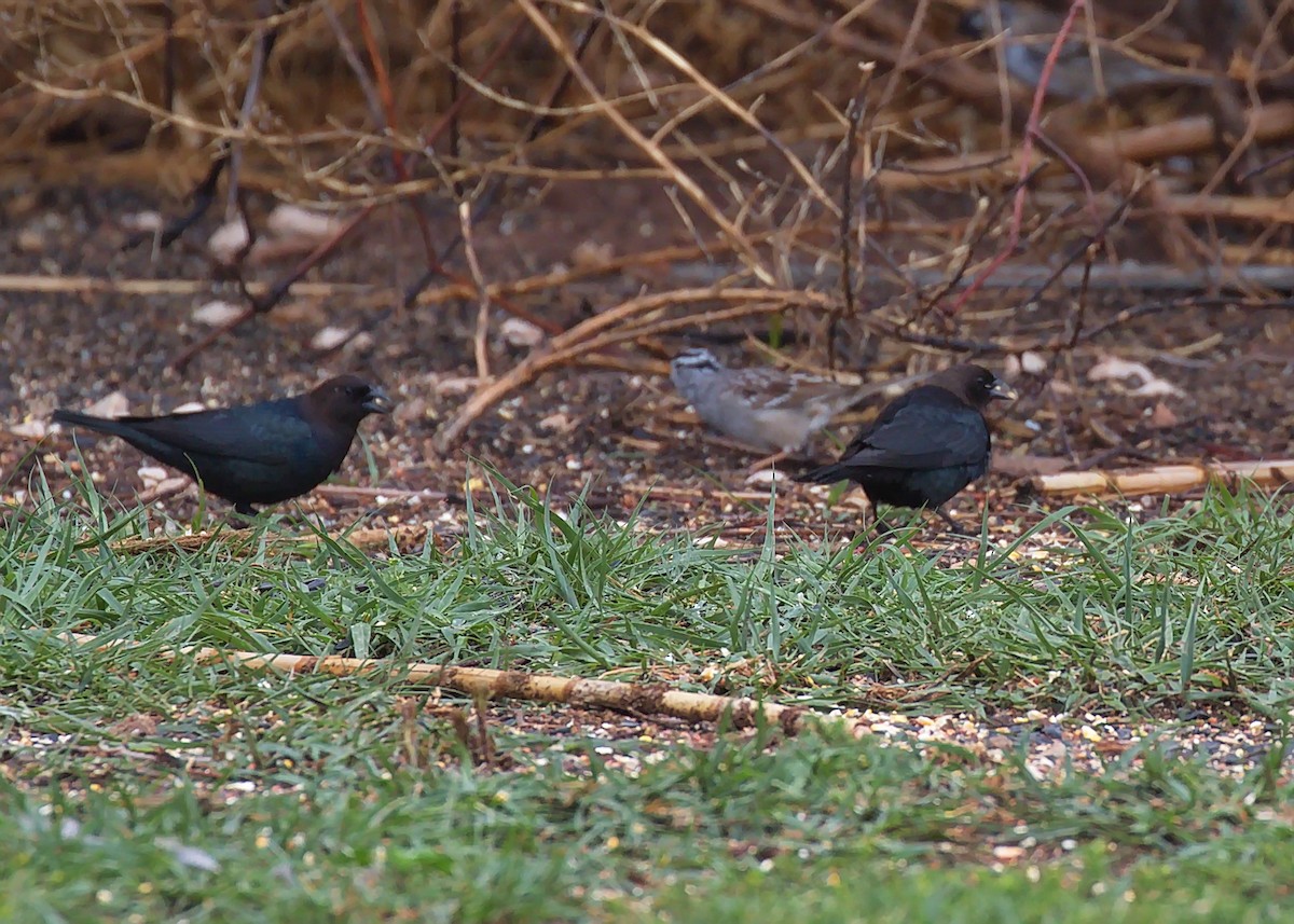 Brown-headed Cowbird - ML370546741