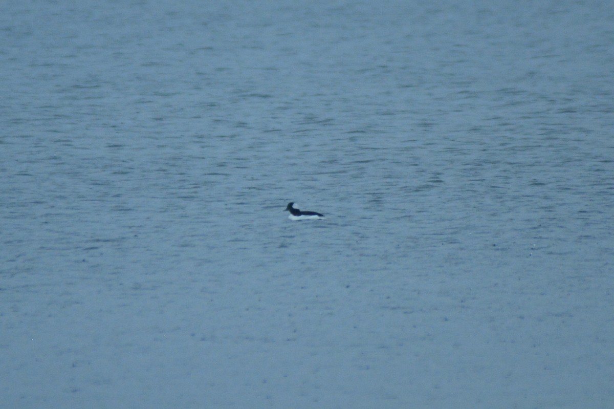 Bufflehead - ML37054681