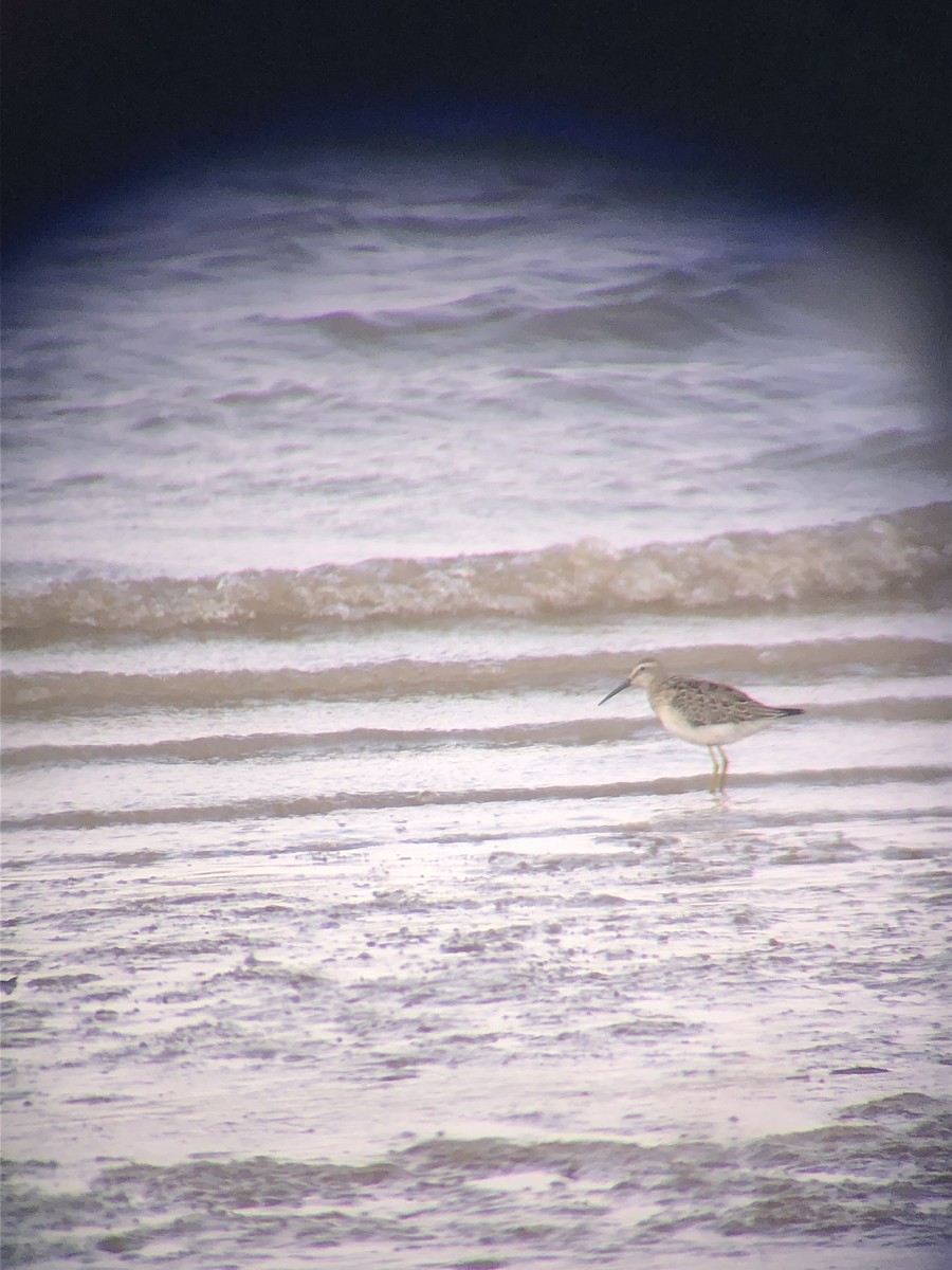 Stilt Sandpiper - Hilary Turner