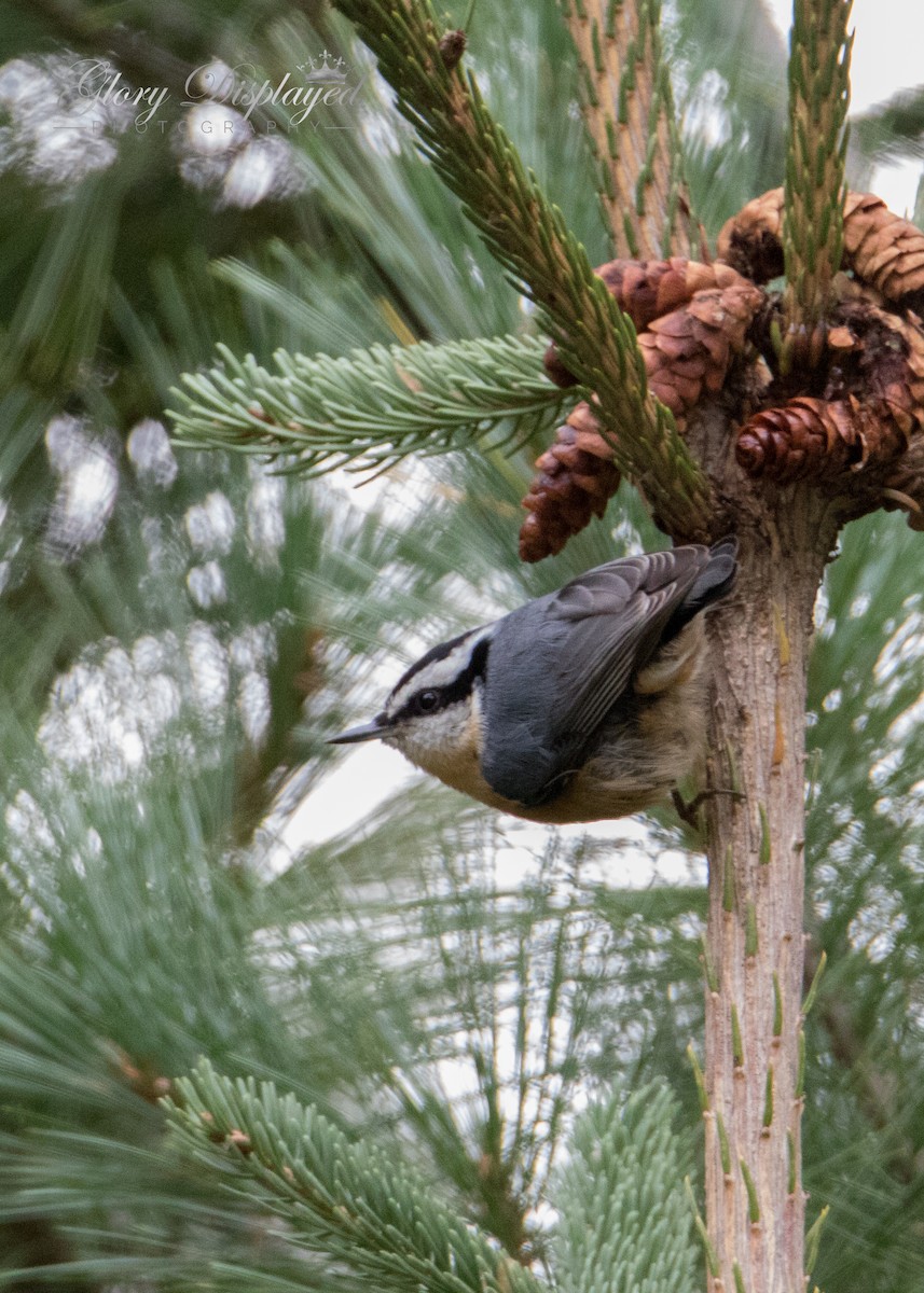 Red-breasted Nuthatch - ML370547751