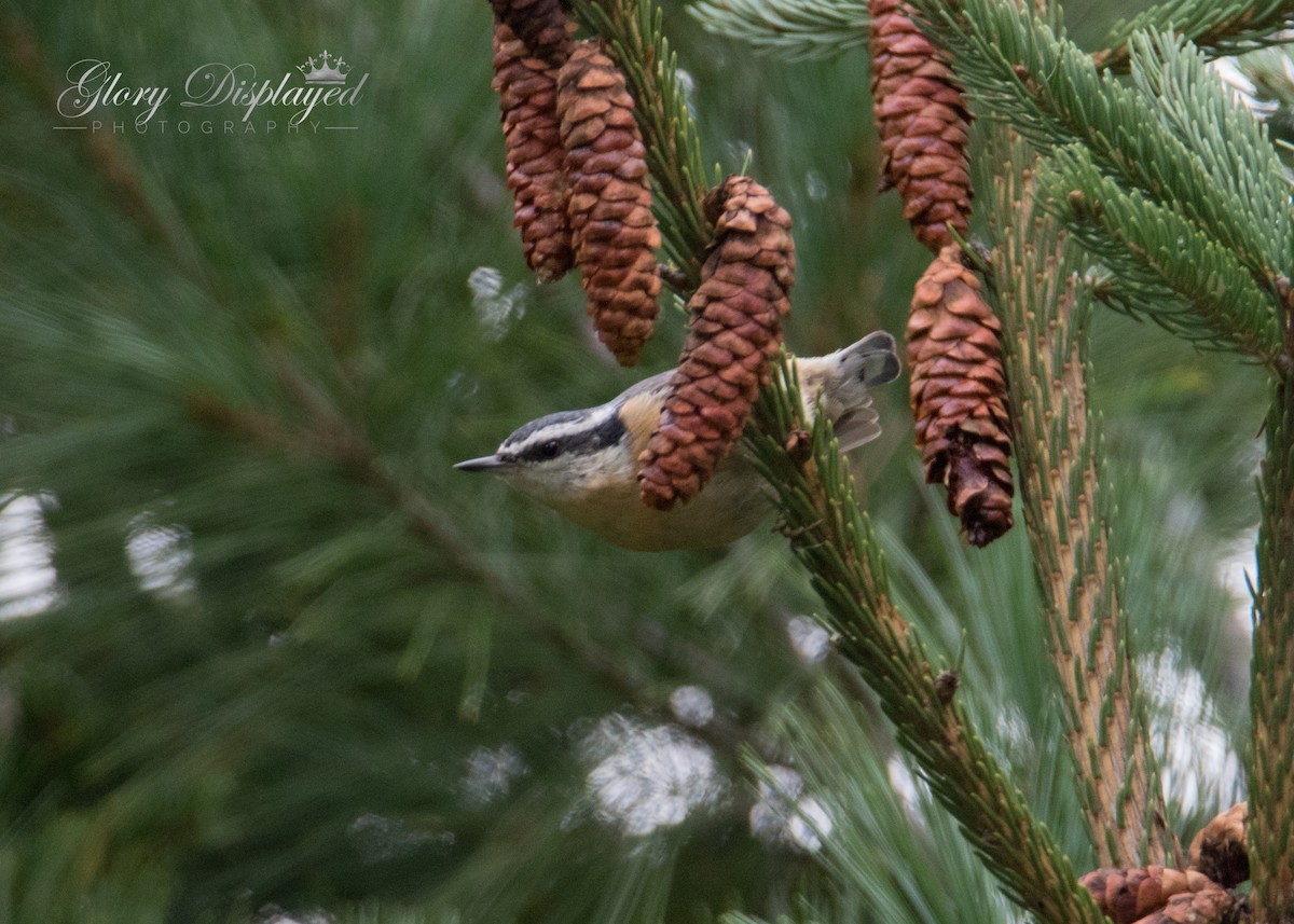 Red-breasted Nuthatch - ML370547771