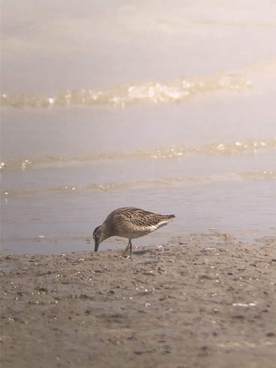 Short-billed Dowitcher - Hilary Turner