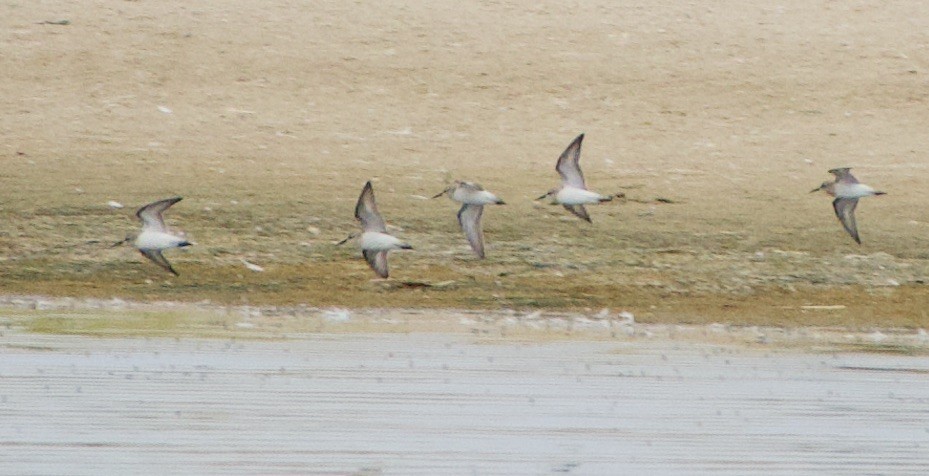 Гурвалж элсэг - ML370549011