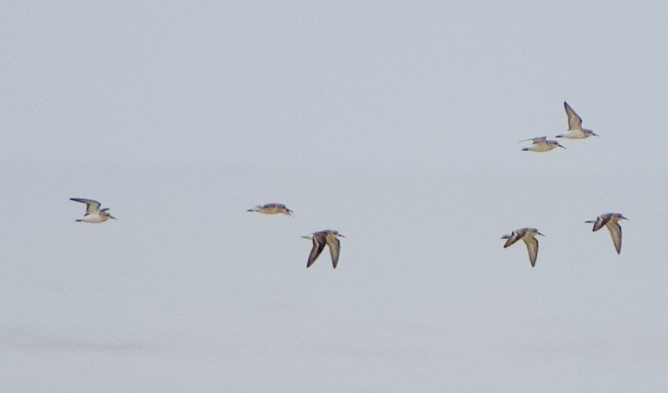 Гурвалж элсэг - ML370549031