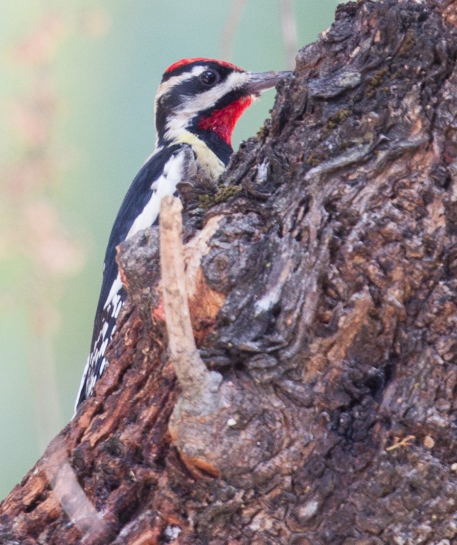 Yellow-bellied Sapsucker - ML370552351