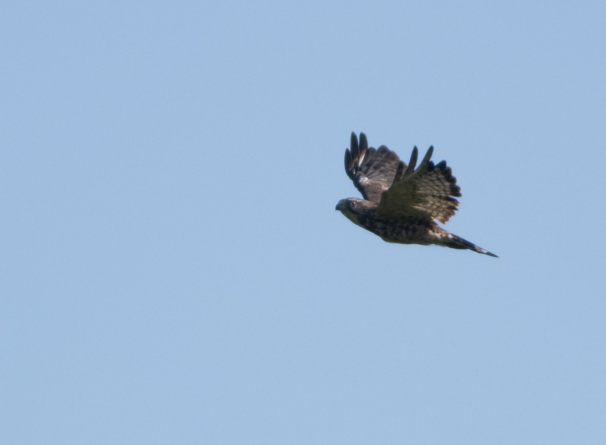 Broad-winged Hawk - Logan Baldwin