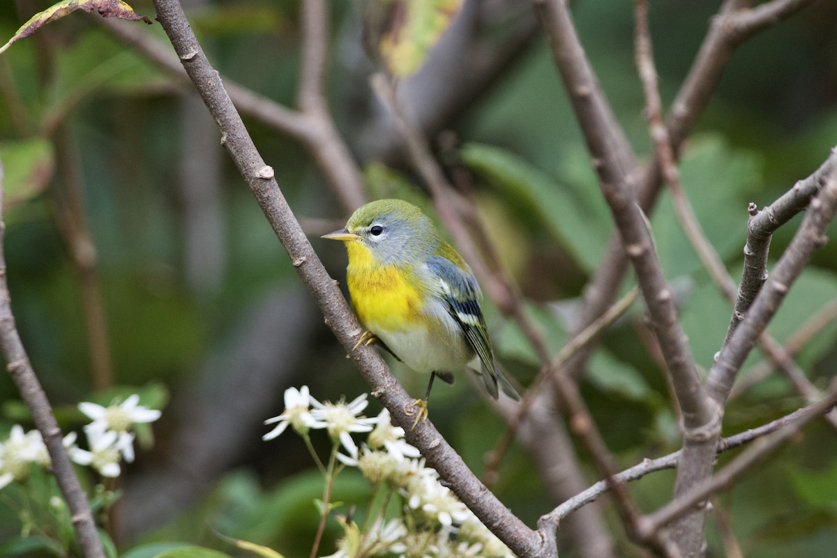 Northern Parula - ML370553171