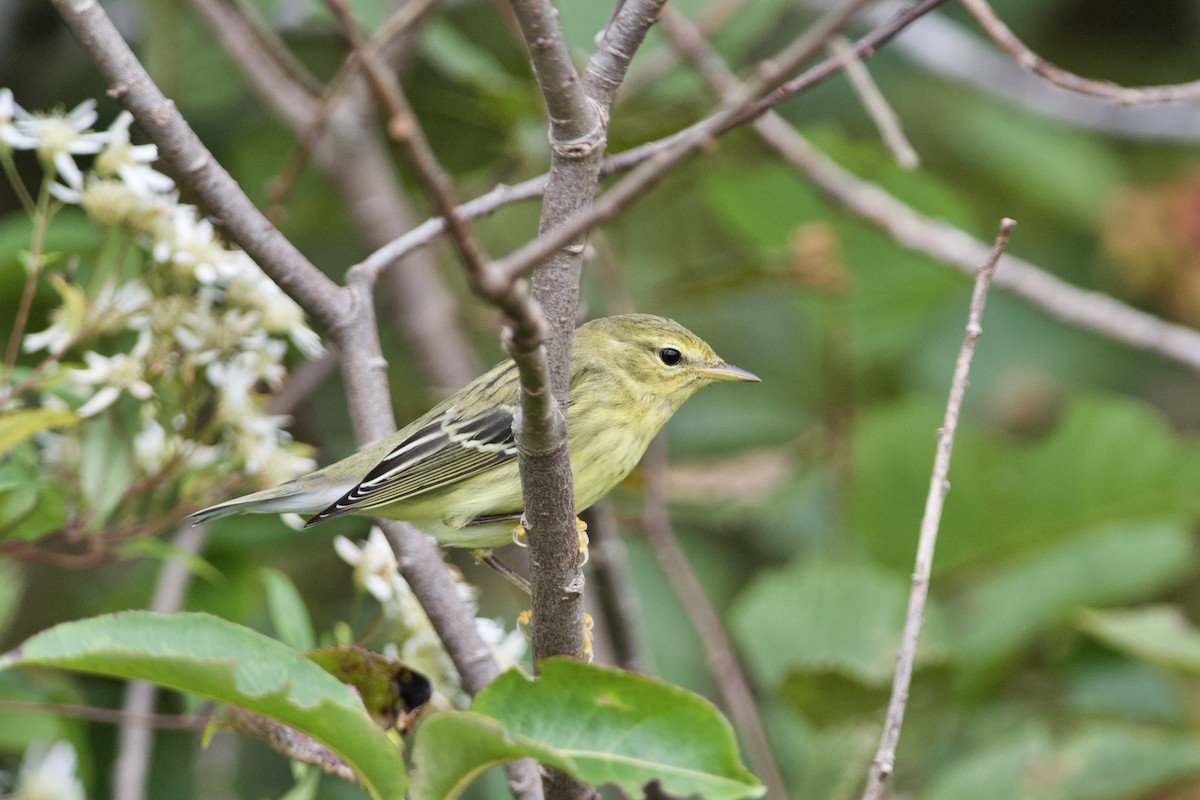 Blackpoll Warbler - ML370553301