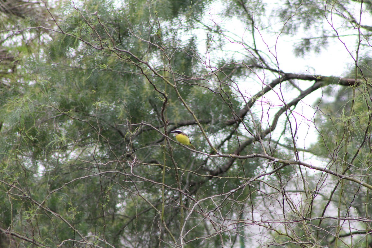 Boat-billed Flycatcher - ML370553441