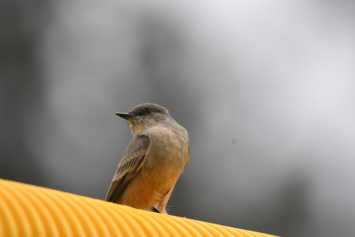 Say's Phoebe - ML370553541