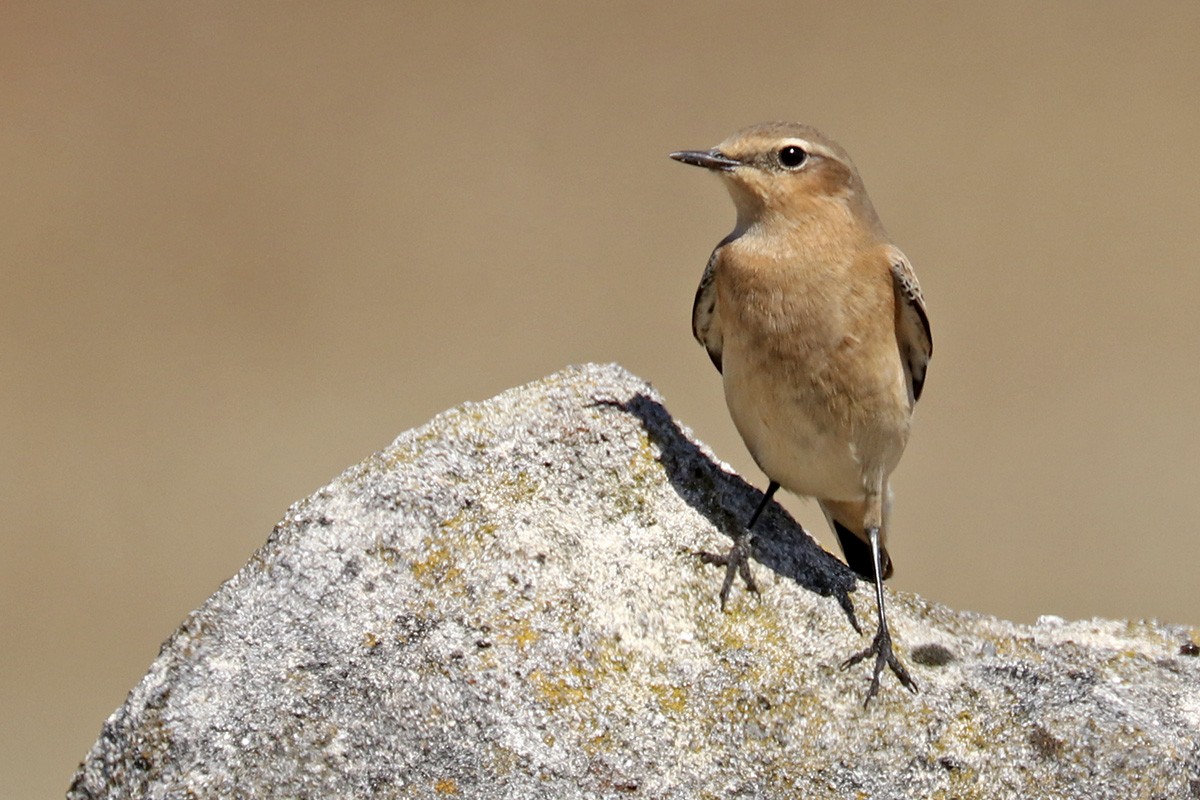 Northern Wheatear - ML370554801