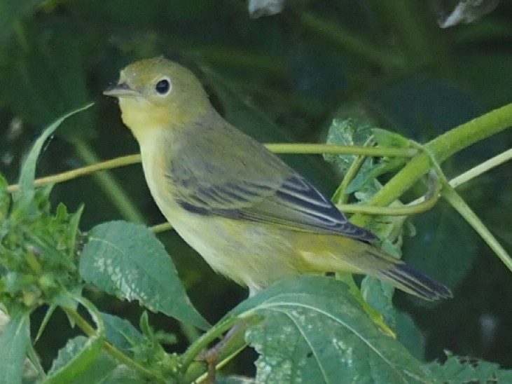 Yellow Warbler - Heather Hosten