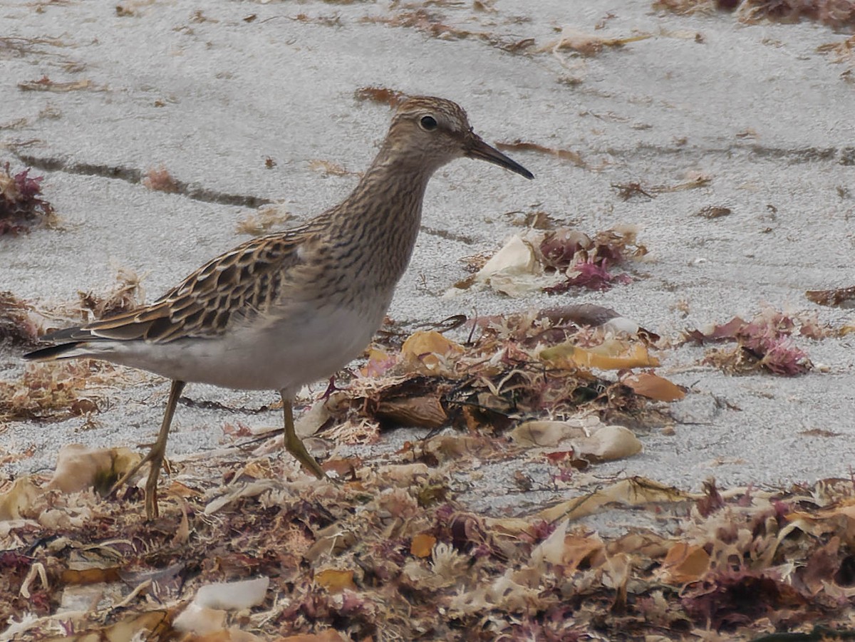 Graubrust-Strandläufer - ML370557981