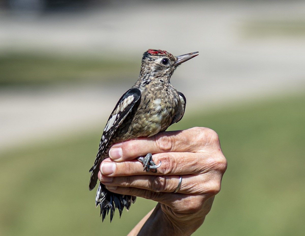 Yellow-bellied Sapsucker - ML370558231