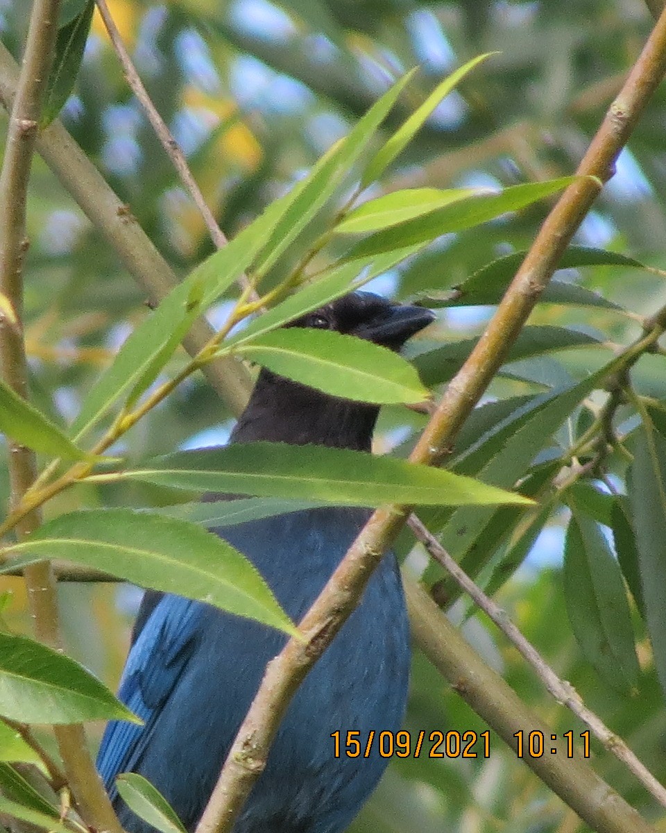 Steller's Jay - ML370559301