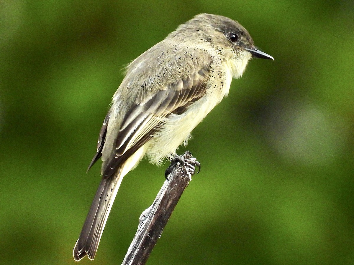 Eastern Phoebe - ML370559831