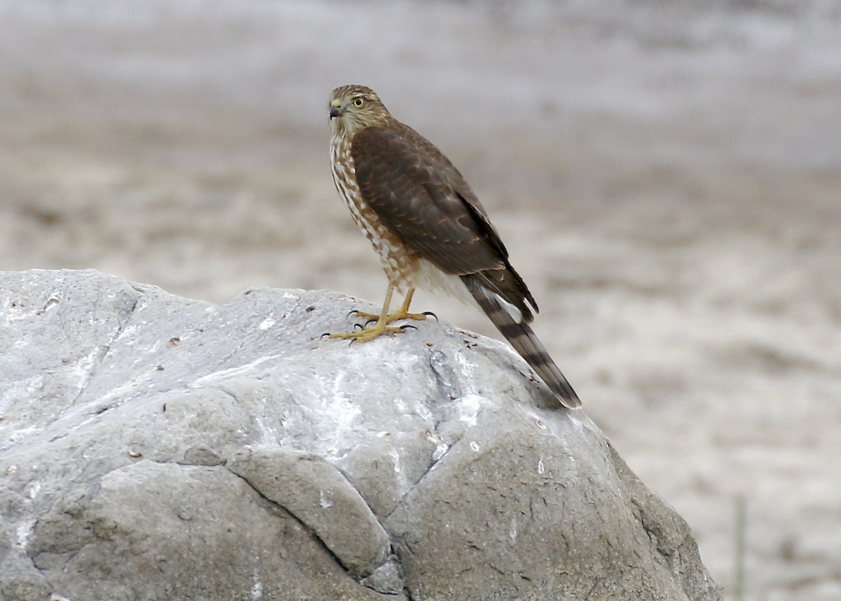 Sharp-shinned Hawk - Jon Isacoff