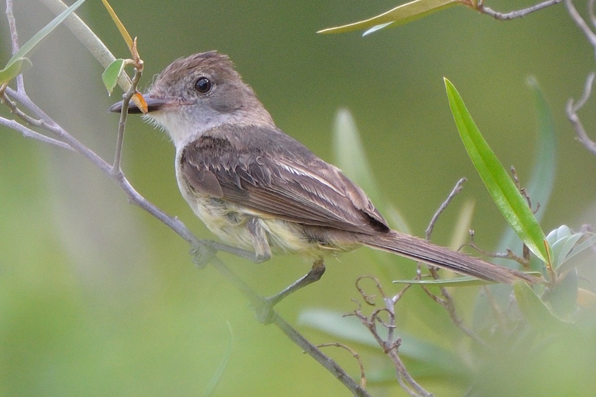 new world flycatcher sp. - Michiel Oversteegen