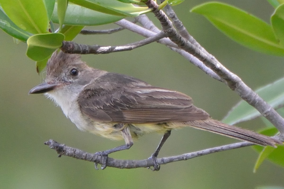 new world flycatcher sp. - ML37056211