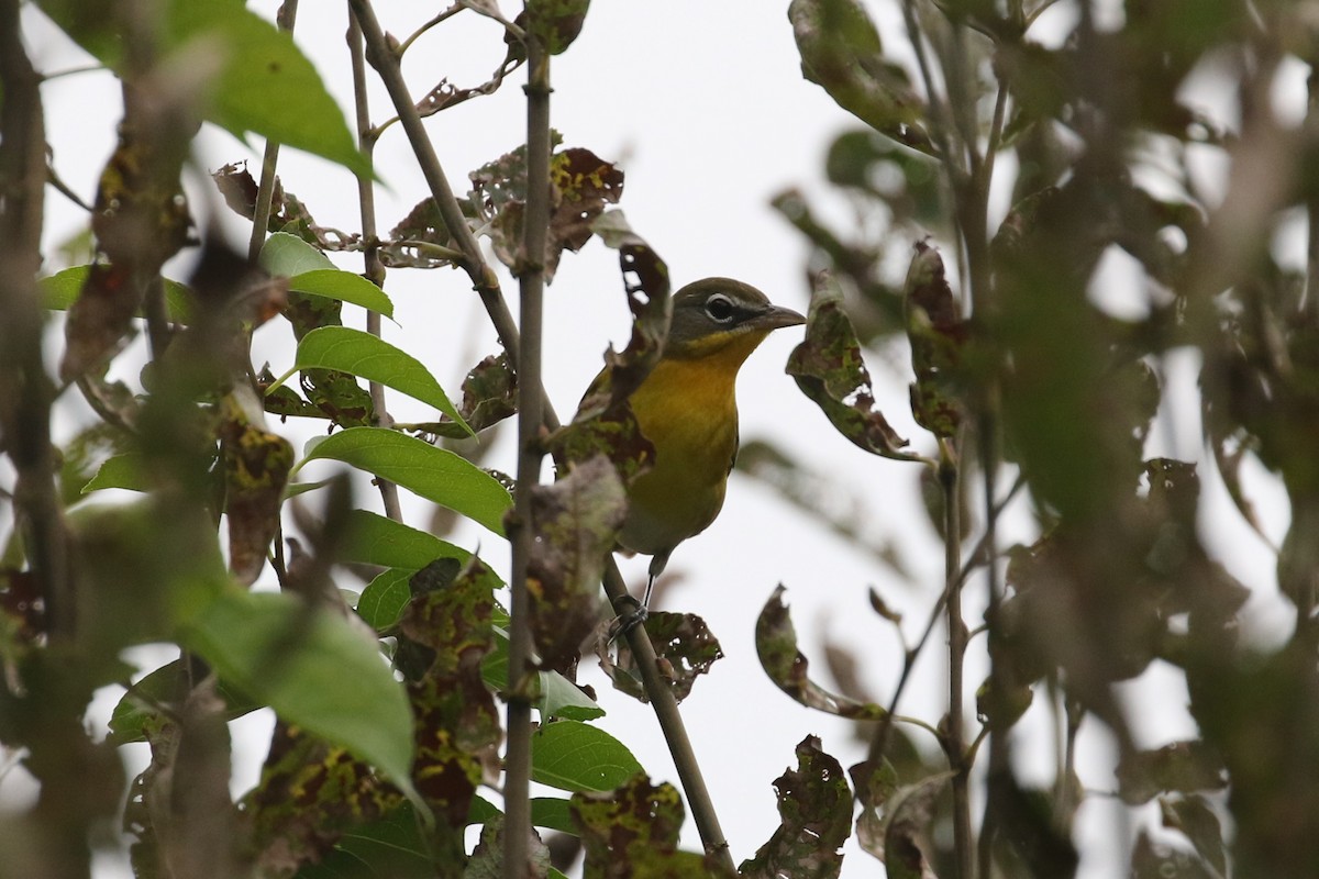 Yellow-breasted Chat - ML370562851